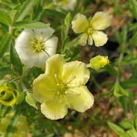 Arenaria 'Lemon Ice'